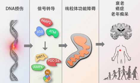 首个经科学验证NAD+ 前体NMN衰老抑制剂瑞